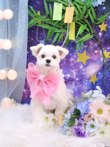 20250712まるちゃん